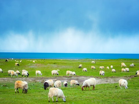 莫尔格勒河