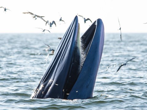 涠洲岛追鲸
