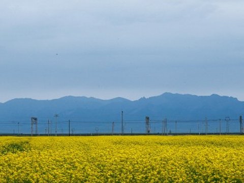青海湖油菜花