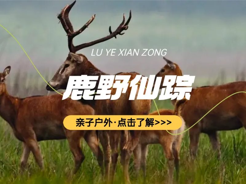 驴屋小长假 奇遇盐城 牛车赶海 荡舟寻鹿