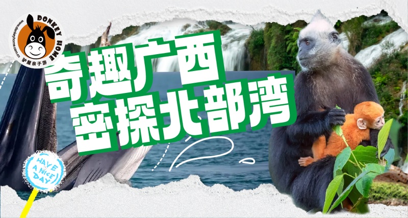奇趣广西 · 追布氏鲸 洞穴漂流 白头叶猴 火山科考