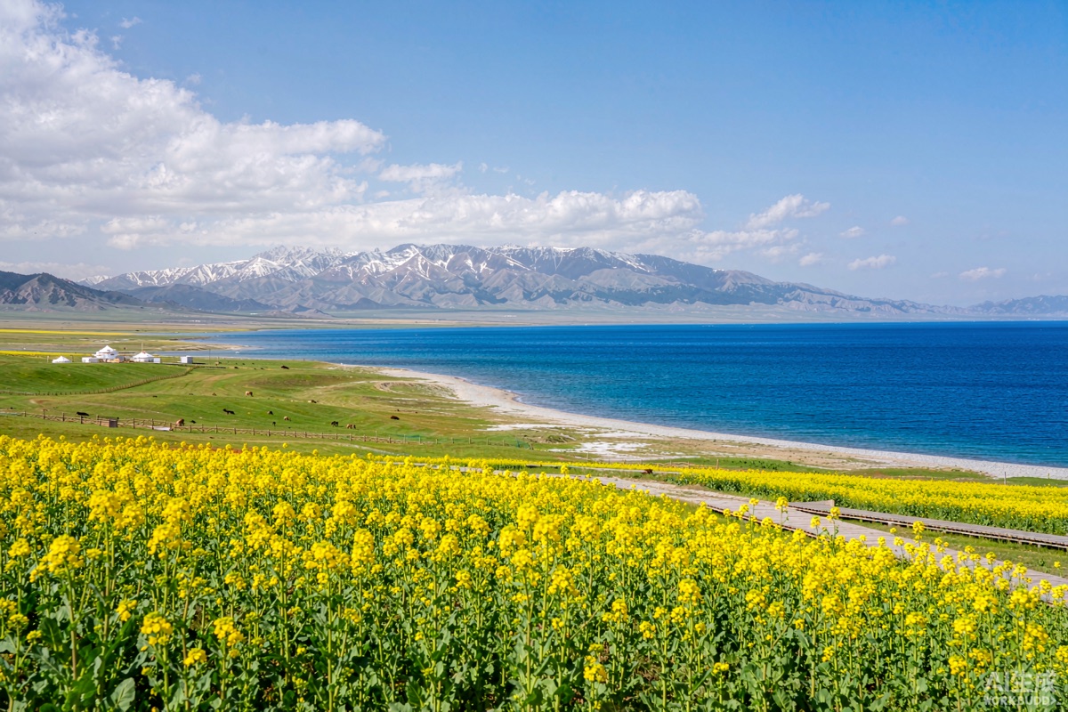 青海湖油菜花 · 青海