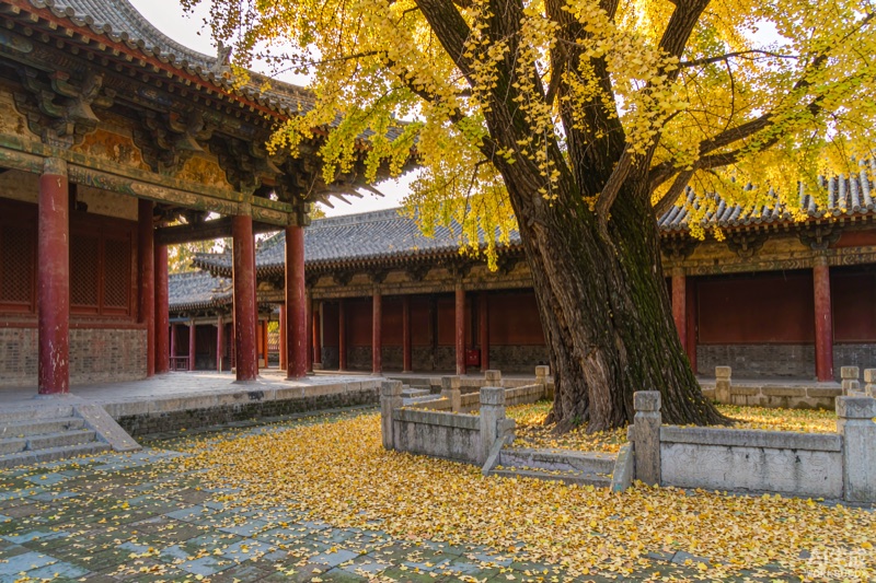 太原晋祠内五百年古银杏满树金黄，落叶铺满青石板，身后是中式古建飞檐与朱红立柱