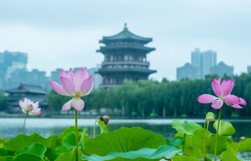 ｜ 大唐芙蓉园荷花 · 曲江　来源：曲江 · 大唐芙蓉园