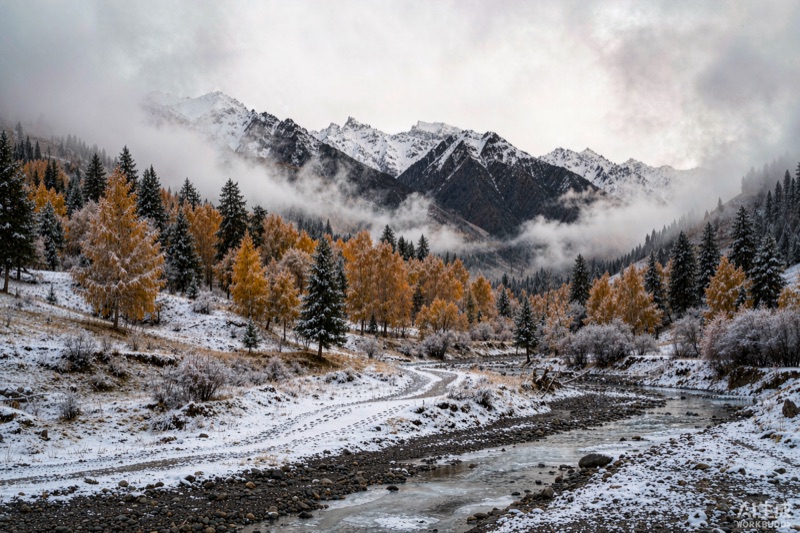 木垒大南沟秋雪，金黄杨树与松林顶着薄雪，山脊云雾缠绕，水墨质感