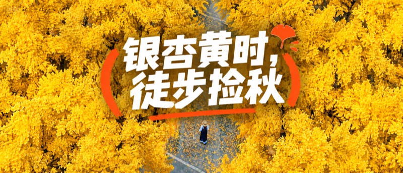 捡秋 · 做一顶银杏精灵帽 · 六八古道 4.5 公里亲子穿越